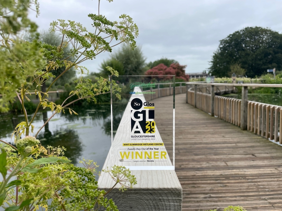 WWT Slimbridge Wins ‘Family Day Out Venue of the Year 2023’ 